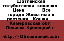 Шотланская голубоглазая  кошечка › Цена ­ 5 000 - Все города Животные и растения » Кошки   . Кемеровская обл.,Ленинск-Кузнецкий г.